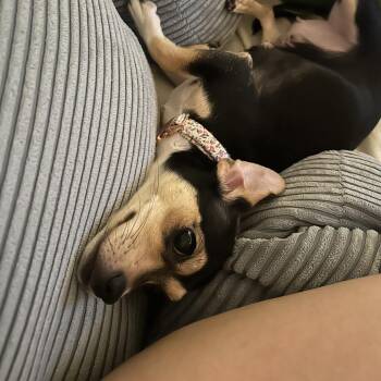 Chihuahua Dogs Available for Adoption - Belle | PetCurious