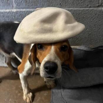 Peaches -  Beagle Dog for Adoption in Corbin, Kentucky - Peaches | PetCurious