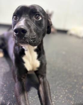 Rescue Black Labrador Retriever Dogs for Adoption - Milo | PetCurious