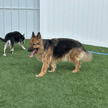 Bruno D12079 -  German Shepherd Dog Dog for Adoption - Bruno D12079 | PetCurious