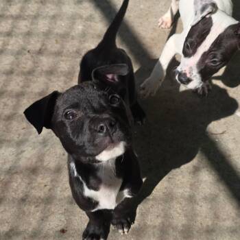 Mixed Breed Dogs Available for Adoption in East Hanover, New Jersey - Clyde | PetCurious