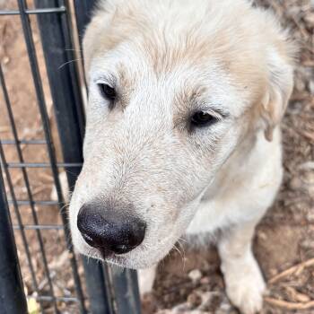 Rescue Great Pyrenees and Husky Dogs for Adoption in San Diego, California - Fluffy | PetCurious