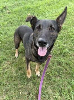 Anneliese -  German Shepherd Dog and Mixed Breed Dog for Adoption in Kansas City, Missouri - Anneliese | PetCurious