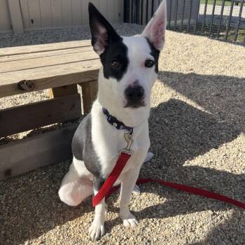 Ria -  Border Collie Dog for Adoption in South Elgin, Illinois - Ria | PetCurious