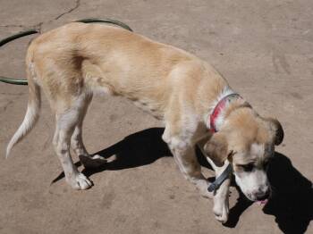 Saint Bernard and Great Pyrenees Dogs Available for Adoption - Reba | PetCurious