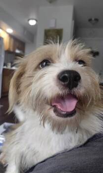 Skipper -  Schnauzer Dog for Adoption in Garden Valley, Idaho - Skipper | PetCurious