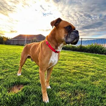 Rocky -  Boxer Dog for Adoption in Woodinville, Washington - Rocky | PetCurious