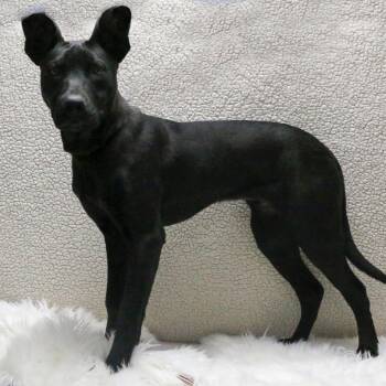 Rollins aka Happy -  Mixed Breed Dog for Adoption in Casa Grande, Arizona - Rollins Aka Happy | PetCurious