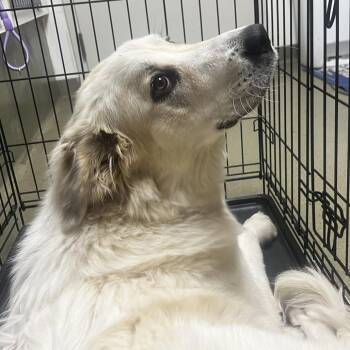 72149 -  Great Pyrenees Dog for Adoption in Harrisonburg, Virginia - 72149 | PetCurious