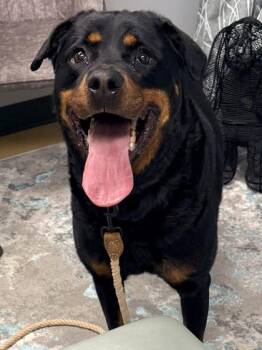 Rottweiler and Mixed Breed Dogs Available for Adoption in Cincinnati, Ohio - Doty | PetCurious