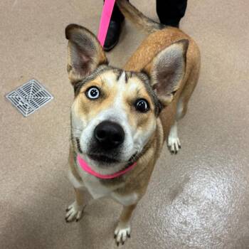 Wyck -  Shepherd and Husky Dog for Adoption in Hinesville, Georgia - Wyck | PetCurious