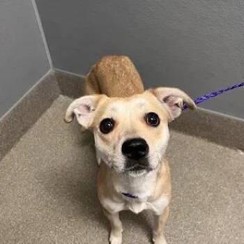 MISTEH -  Labrador Retriever and Mixed Breed Dog for Adoption in Las Vegas, Nevada - MISTEH | PetCurious