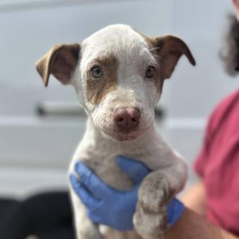 Terrier Dogs Available for Adoption in Columbia, South Carolina - Swamp | PetCurious