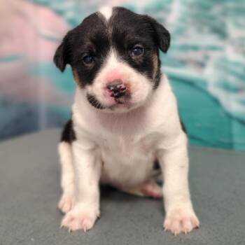 Ocean -  Cattle Dog and Mixed Breed Dog for Adoption in Griswold, Connecticut - Ocean | PetCurious