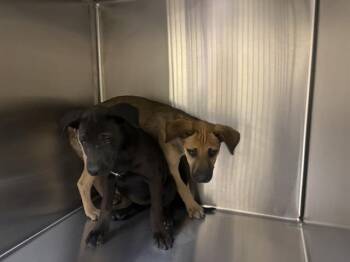 EMILY -  Labrador Retriever and Shar Pei Dog Available for Adoption in Tustin, California - EMILY | PetCurious