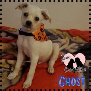 Rescue Pug Dogs for Adoption in Gilbert, Arizona - Ghost | PetCurious