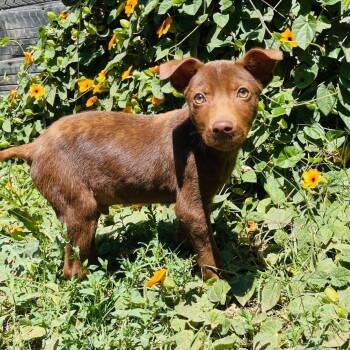 Chihuahua and Terrier Dogs Available for Adoption in San Diego, California - Merle | PetCurious