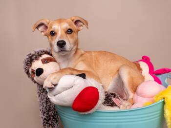 Australian Shepherd and Labrador Retriever Dogs Available for Adoption in Palo Alto, California - Toy Box: My Little Pony | PetCurious