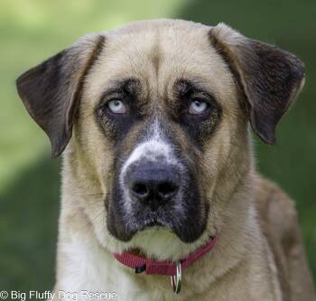 Alexa -  Anatolian Shepherd Dog for Adoption in Nashville, Tennessee - Alexa | PetCurious