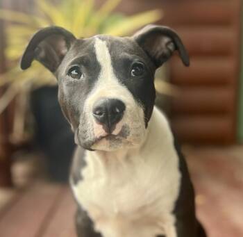 American Bully Dogs Available for Adoption in Oakland, California - Cooper (female Pup) | PetCurious