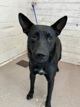 SNOOKI -  German Shepherd Dog and Mixed Breed Dog for Adoption in San Bernardino, California - SNOOKI | PetCurious