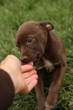 Terrier Dogs Available for Adoption in Gainesville, Virginia - Marina  | PetCurious