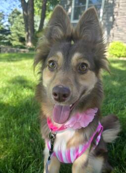 Bindi -  Australian Shepherd and Shetland Sheepdog Sheltie Dog for Adoption in Cedar Rapids, Iowa - Bindi | PetCurious