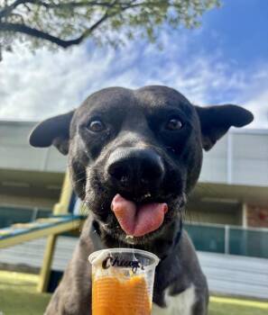 Pit Bull Terrier and Catahoula Leopard Dog Dogs Available for Adoption - Chewbaca | PetCurious