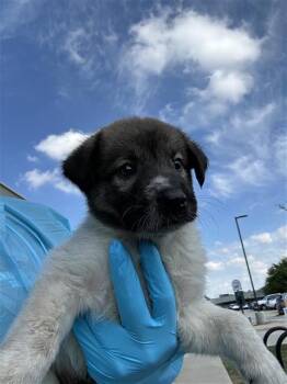 A827554 -  Shepherd and Mixed Breed Dog for Adoption in San Antonio, Texas - A827554 | PetCurious