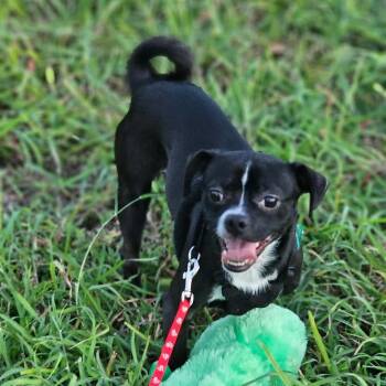 Hadu -  Chihuahua Dog for Adoption in Harlingen, Texas - Hadu | PetCurious