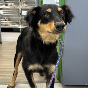 Australian Shepherd Dogs Available for Adoption in Washington, District Of Columbia - Cha Cha | PetCurious