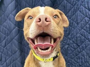 Pit Bull Terrier and Labrador Retriever Dogs Available for Adoption in Portland, Oregon - Porcini | PetCurious