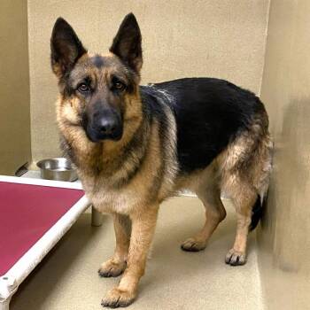 German Shepherd Dog Dogs Available for Adoption in Monroe, Georgia - Indi #22971 | PetCurious