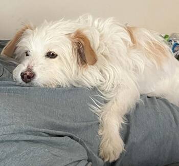 Terrier Dogs Available for Adoption in Calgary, Alberta - Charlie | PetCurious
