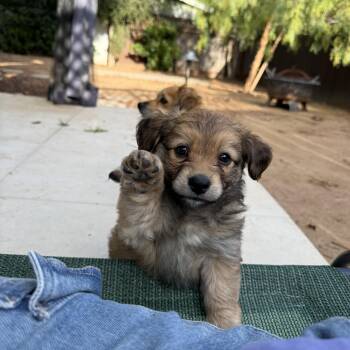 Cavalier King Charles Spaniel and Pomeranian Dogs Available for Adoption in San Diego, California - Biscuit Boy | PetCurious
