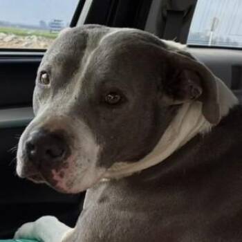 Pit Bull Terrier Dogs Available for Adoption - MELONI | PetCurious