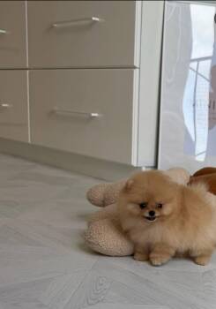 Beeper -  Pomeranian Dog for Adoption in Chalfont, Pennsylvania - Beeper | PetCurious