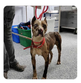 Rescue Mixed Breed Dogs for Adoption in Chapel Hill, North Carolina - ROCKY ROAD | PetCurious