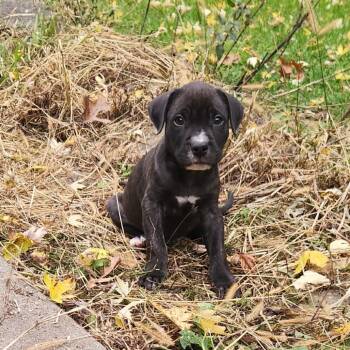 Rescue Mixed Breed Dogs for Adoption in Madison, Wisconsin - Lincoln | PetCurious