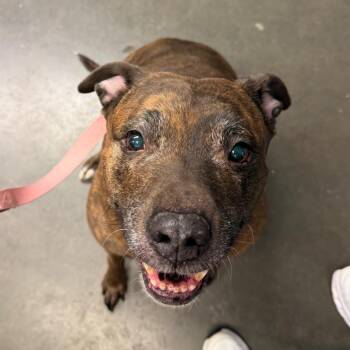 Penny -  American Bulldog and Mixed Breed Dog for Adoption in Wilmington, Delaware - Penny | PetCurious