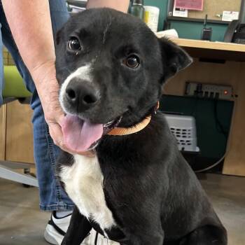 Diego -  Cattle Dog and Black Labrador Retriever Dog for Adoption in Potomac, Maryland - Diego | PetCurious