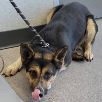 Mixed Breed Dogs Available for Adoption in Las Cruces, New Mexico - 107195 | PetCurious
