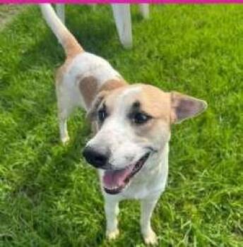 Teeka -  Foxhound and Labrador Retriever Dog for Adoption in Sudbury, Massachusetts - Teeka | PetCurious