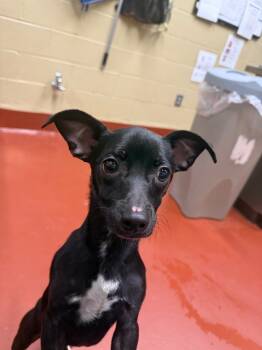 Rescue Mixed Breed Dogs for Adoption in Douglasville, Georgia - Morris | PetCurious