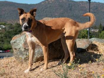 Rescue German Shepherd Dog Dogs for Adoption in San Andreas, California - Mila | PetCurious