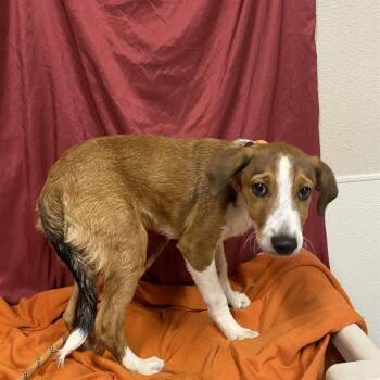 Rescue Doberman Pinscher and Mixed Breed Dogs for Adoption in Modesto, California - JOJO | PetCurious