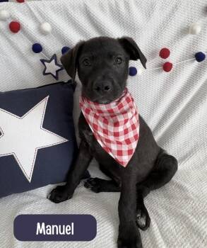 Labrador Retriever Dogs Available for Adoption in Sedalia, Colorado - Manuel | PetCurious