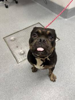JEREMY -  American Bulldog and Mixed Breed Dog for Adoption in Indianapolis, Indiana - JEREMY | PetCurious