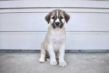 Rescue Great Pyrenees and Pit Bull Terrier Dogs for Adoption in Frisco, Texas - Eugene | PetCurious