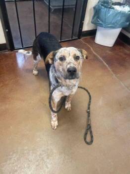 Cattle Dog Dogs Available for Adoption - Clover | PetCurious